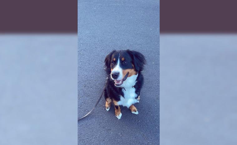 Berner-Sennen Rüde zu verkaufen Berner-Sennen Rüde zu verkaufen