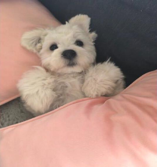 Maltipoo Welpen Maltipoo Welpen