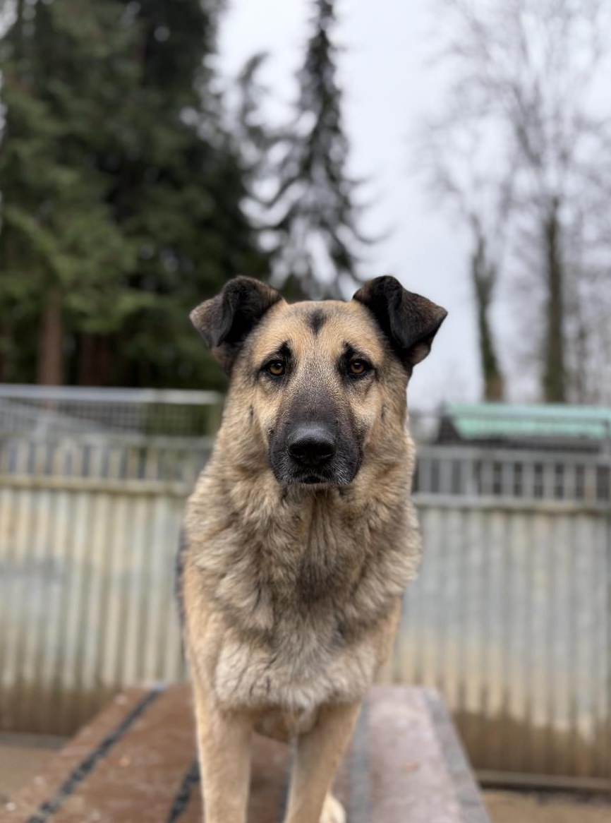 Merla, Schäfermix Hündin, lieb und verschmust