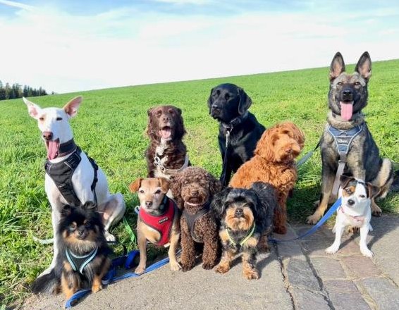 Hundebetreuung FBA Praktikumsstelle in Hundetagesstätte Hundebetreuung FBA Praktikumsstelle in Hundetagesstätte