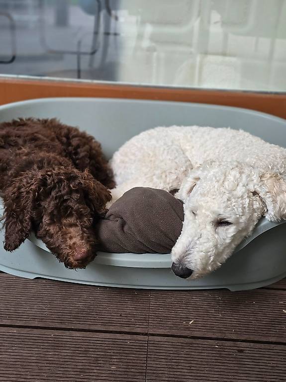 Dog sitting bei Uns zu Hause Dog sitting bei Uns zu Hause