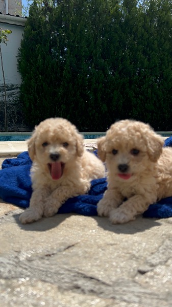 Maltipoo Welpen Weibchen Männchen Maltipoo Welpen Weibchen Männchen