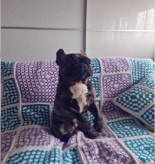 Französischen Bulldogge zu verkaufen. Rüde.