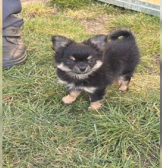 Reinrassiger Chihuahua Welpe Familienhund Reinrassiger Chihuahua Welpe Familienhund