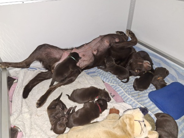 Australian Kelpie Welpen Vita & Ishigo Batista