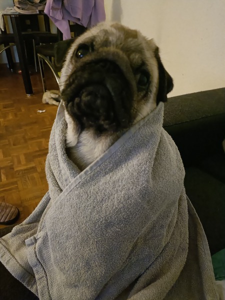 Möpschen