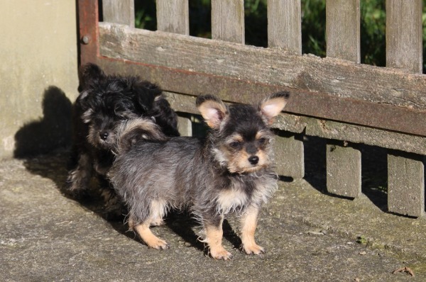 Bildschöne, Chipoo Welpen - Chihuahua x Zwergpudel