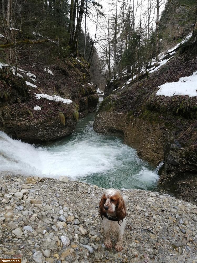 Hundebetreuung, Haussitting Raum Zh-oberland Hundebetreuung, Haussitting Raum Zh-oberland