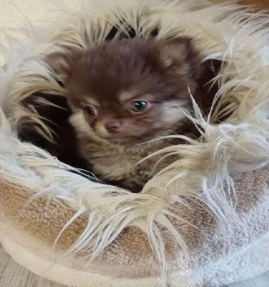 Zuckersüsse kleine Pomchi Hündin Zuckersüsse kleine Pomchi Hündin