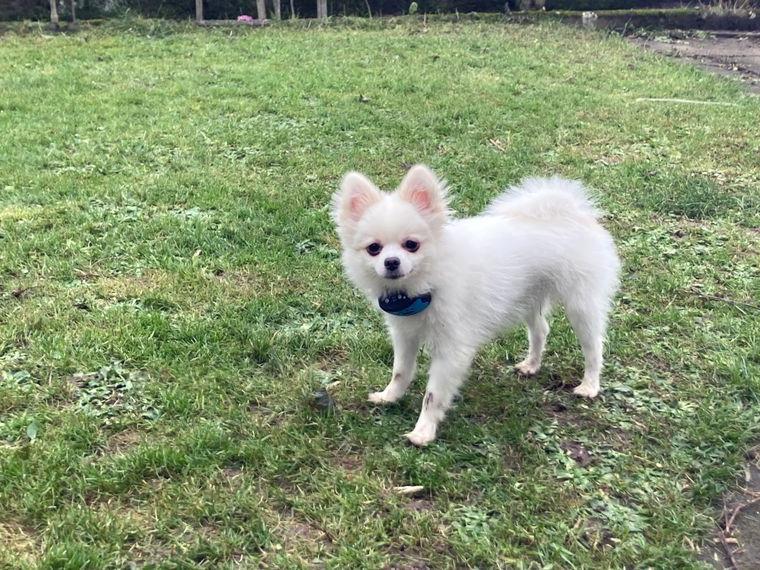 Pomeranien weiblich 1 1/2 j alt