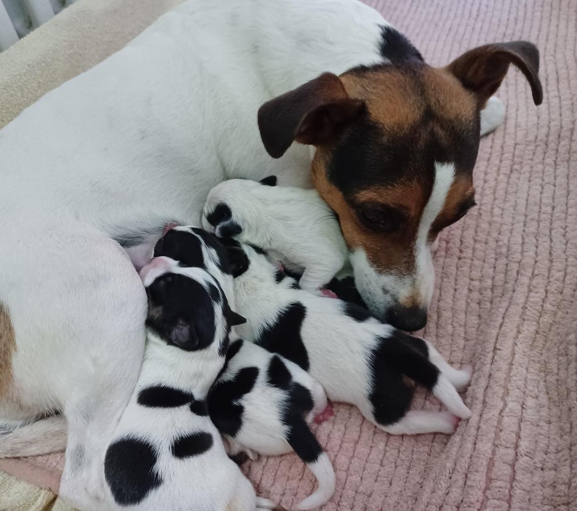 Jack Russell Welpen, weiblich und männlich Jack Russell Welpen, weiblich und männlich