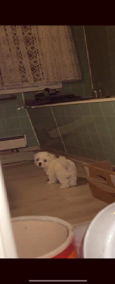 Hund Malteser Hund Malteser