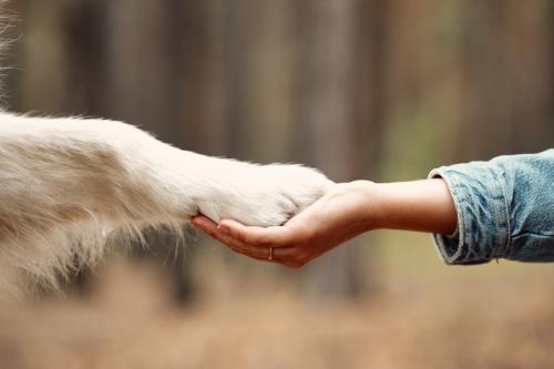 Aargaus Hundeschule SKN Aargaus Hundeschule SKN