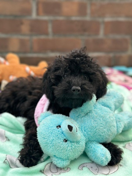 Hunde Welpen zu kaufen: Toypudel / Pudel