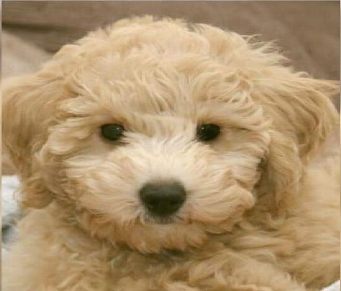 Poochon-Welpen / Bichpoo suchen ein schönes Zuhause Poochon-Welpen / Bichpoo suchen ein schönes Zuhause