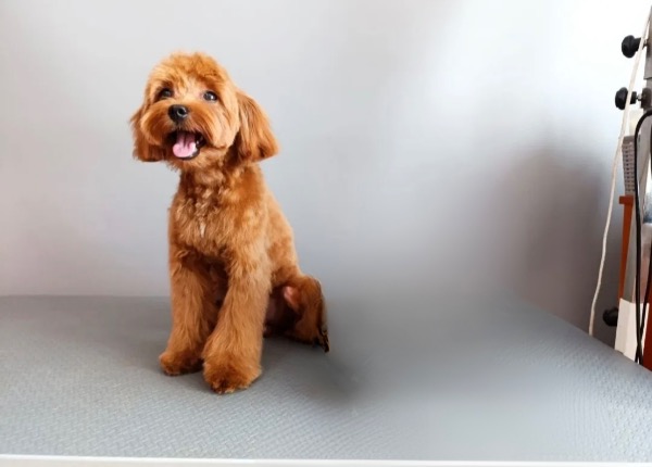 Maltipoo Rüde Maltipoo Rüde