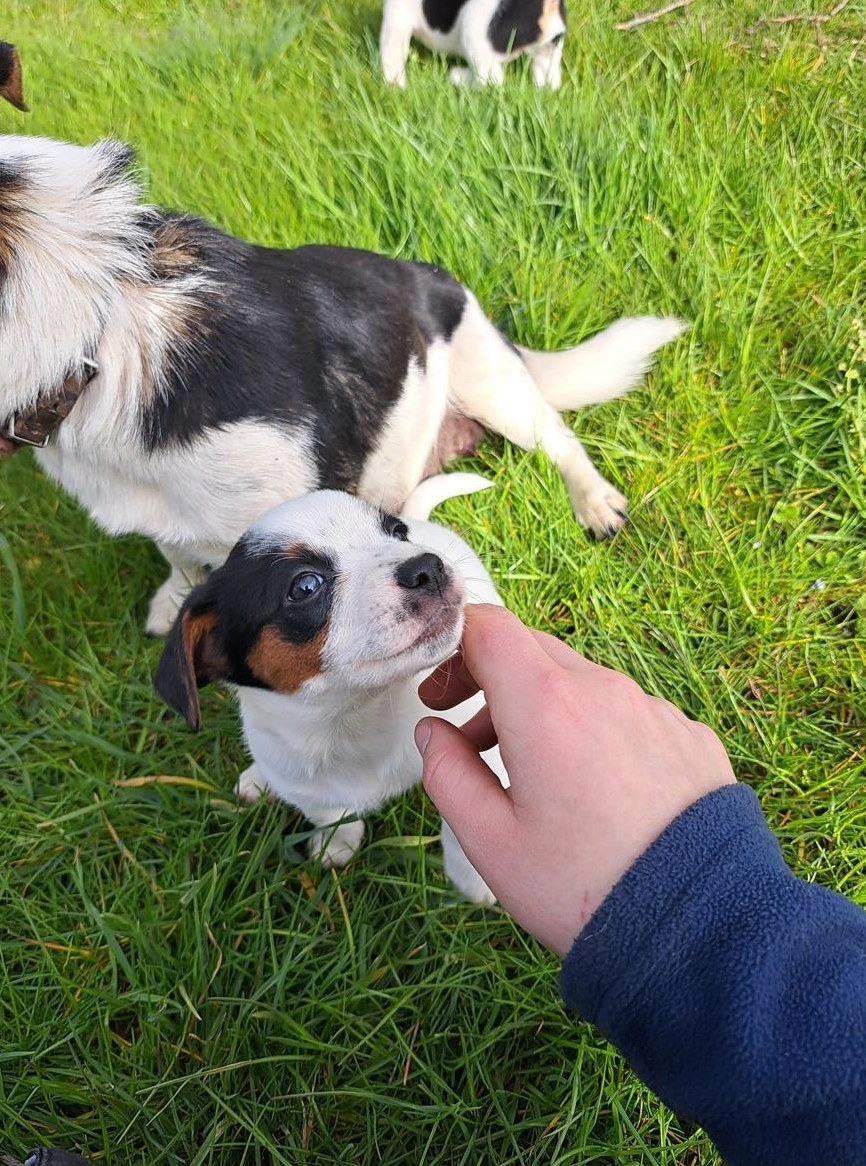 Jack Russell Terrier Welpen suchen ein Zuhause Jack Russell Terrier Welpen suchen ein Zuhause