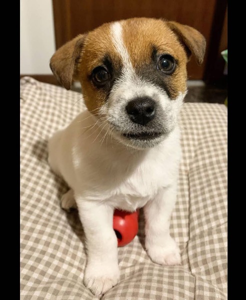 Liebenswerter Jack-Russell-Welpe sucht ein neues Zuhause.