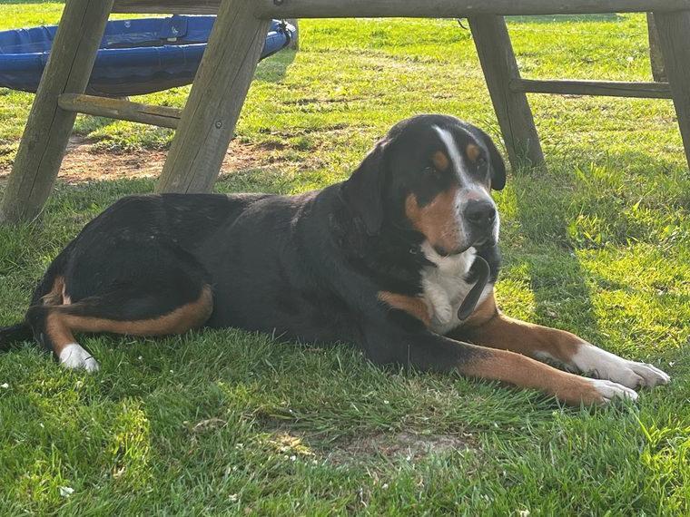 Grosser Schweizer Sennenhund, GSS, Hündin Grosser Schweizer Sennenhund, GSS, Hündin