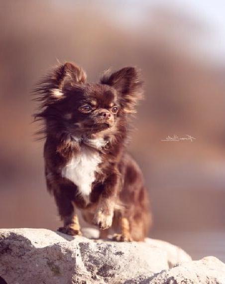Chihuahua Rüde mit Ahnentafel