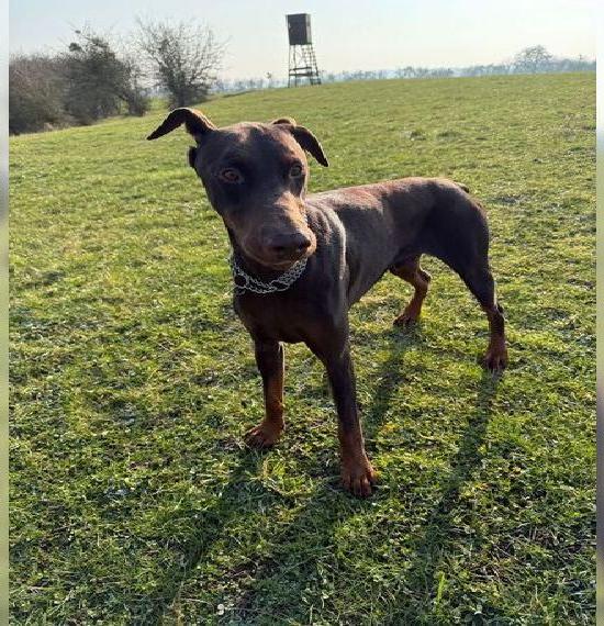 Dobermann zu verkaufen