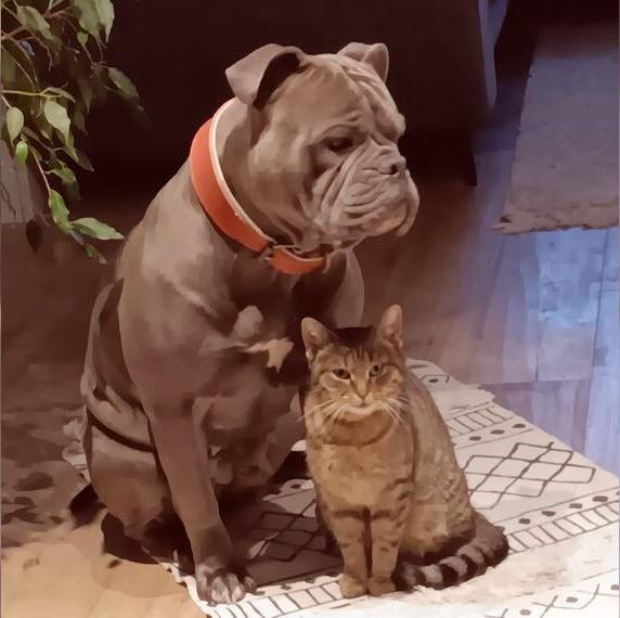 Old English Bulldog