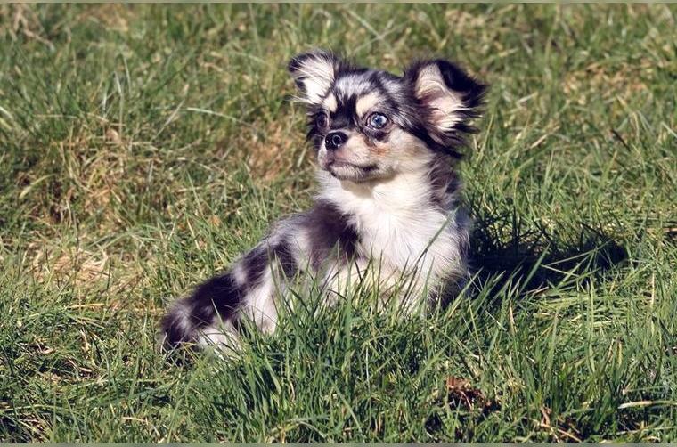 Zauberhafter Chihuahuawelpe, eine Hündin in langhaar Zauberhafter Chihuahuawelpe, eine Hündin in langhaar
