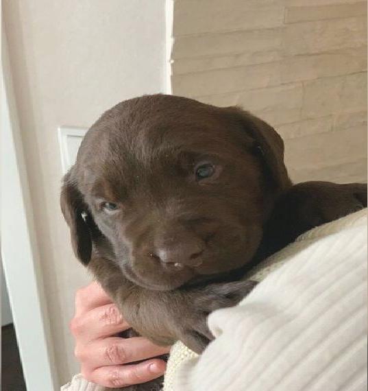 Süsse Labrador Welpen suchen ein Zuhause