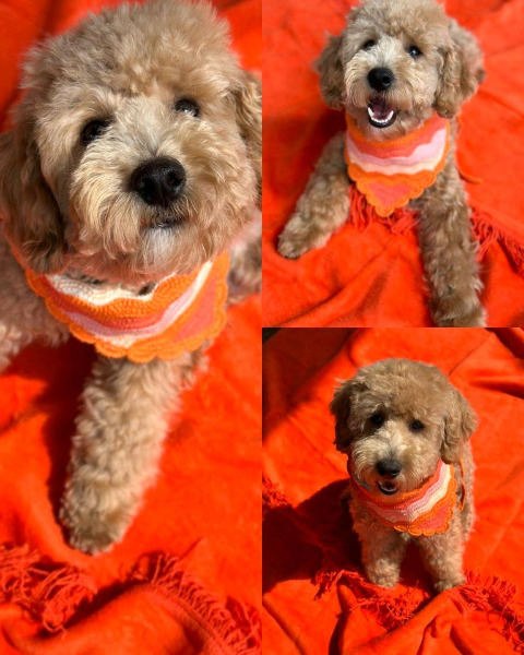 Cavapoo Cavalier × Pudel Mischling abzugeben