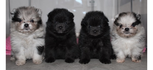 Gesunde Pomeranian/ Zwergspitz Welpen aus der Schweiz