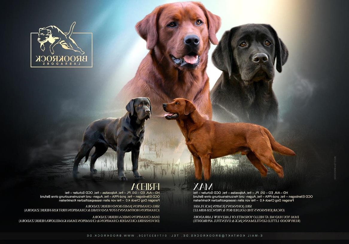 Labrador Retriever Welpen aus Topverpaarung abzugeben
