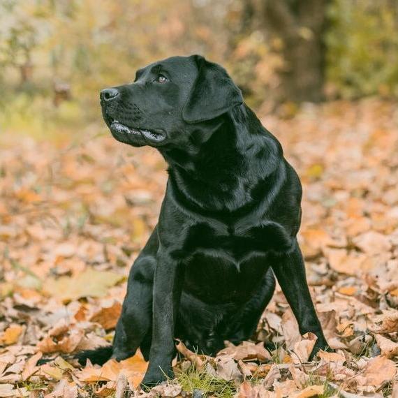 Reinrassige Labrador Welpen m.P.