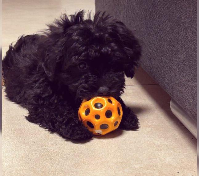 Maltipoo Welpen
