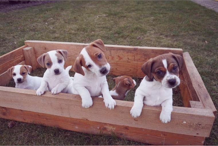 Jack Russell Welpen vom Bauernhof Jack Russell Welpen vom Bauernhof