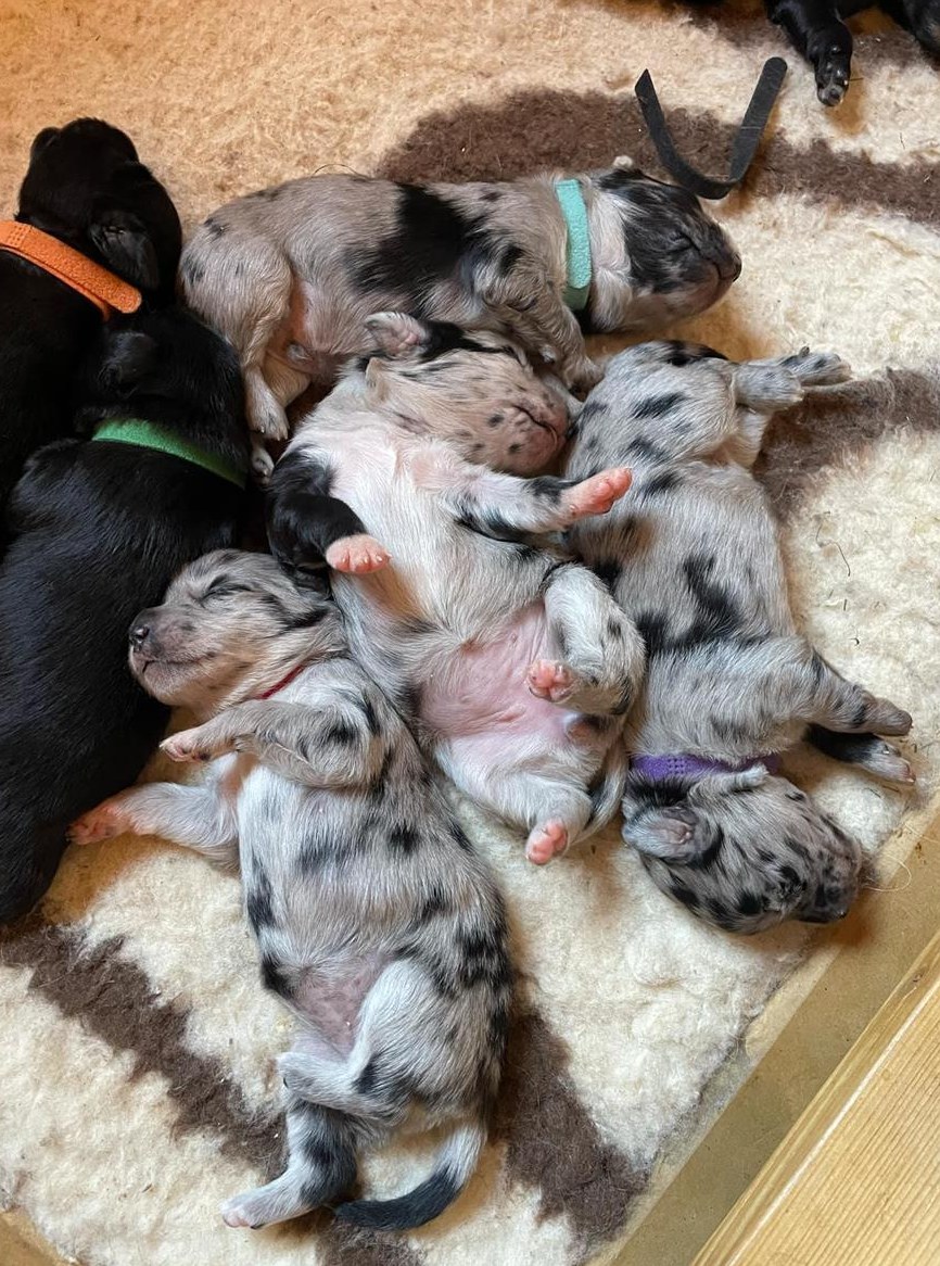 Miniature American Shepherd DeckanzeigeKein Verkauf Miniature American Shepherd DeckanzeigeKein Verkauf