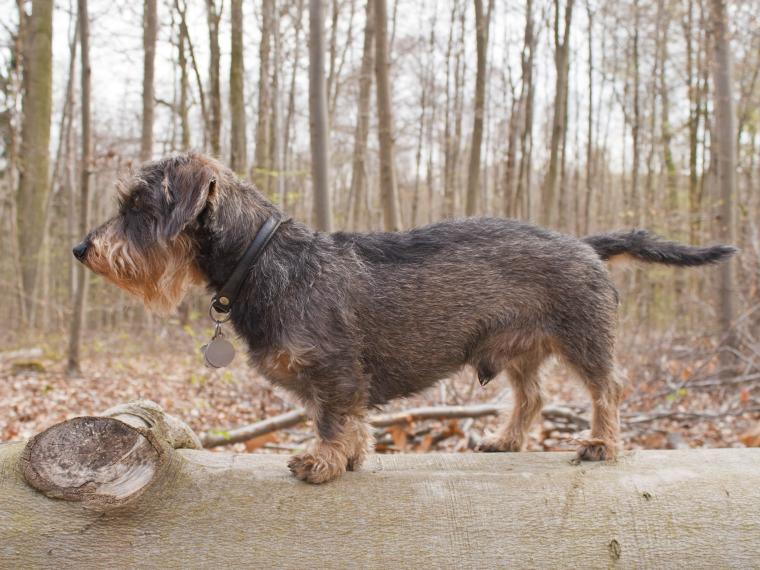  Rauhaar Dackel (auch Teckel oder Dachshund genannt)