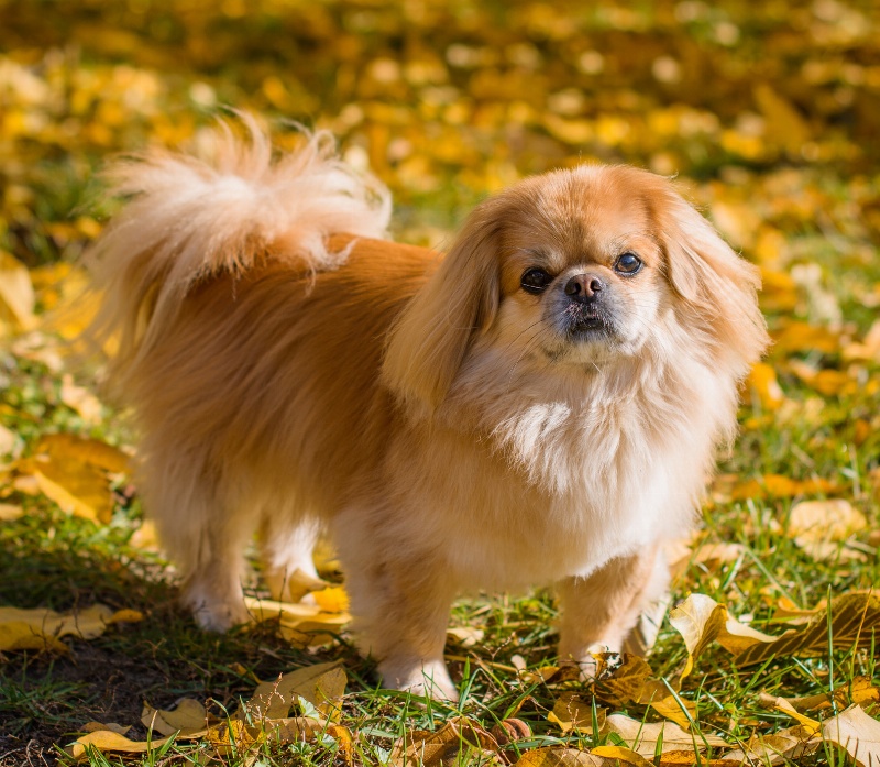 Liebevoller Pekinese zu vergeben